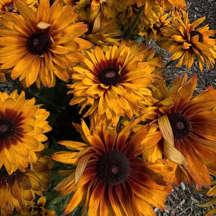 Sunbeckia 'Multiple Varieties' - Rudbeckia hirta from The Flower Spot Sunbeckia 'Multiple Varieties' - Rudbeckia hirta from The Flower Spot