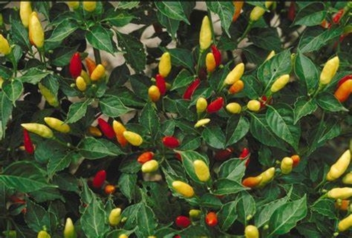 Pepper 'Tabasco' - Hot Pepper from The Flower Spot Pepper 'Tabasco' - Hot Pepper from The Flower Spot