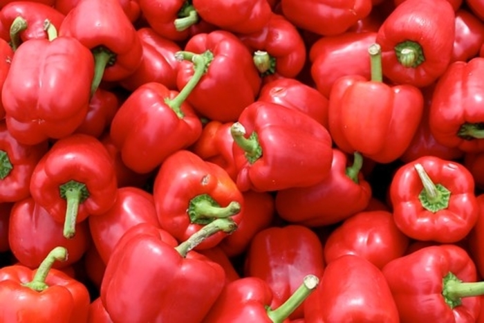 Pepper 'Red Knight' - Sweet Bell Pepper from The Flower Spot Pepper 'Red Knight' - Sweet Bell Pepper from The Flower Spot