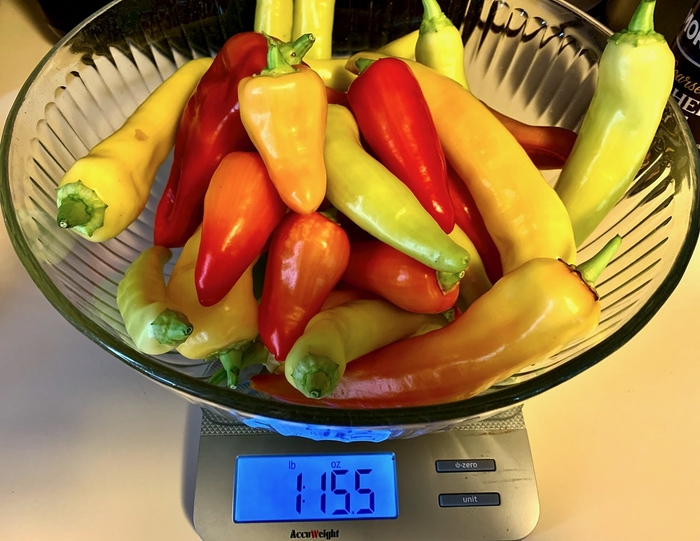 Pepper 'Hungarian Sweet Banana' - Sweet Pepper from The Flower Spot Pepper 'Hungarian Sweet Banana' - Sweet Pepper from The Flower Spot
