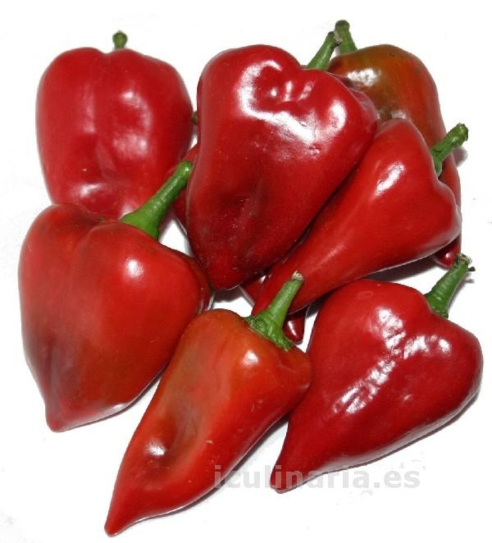 Pepper 'Pimento Elite' - Sweet Pepper from The Flower Spot Pepper 'Pimento Elite' - Sweet Pepper from The Flower Spot