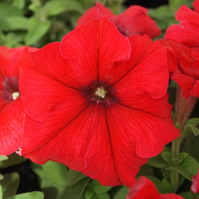 Petunia 'Surfinia Red' - Petunia hybrid from The Flower Spot Petunia 'Surfinia Red' - Petunia hybrid from The Flower Spot