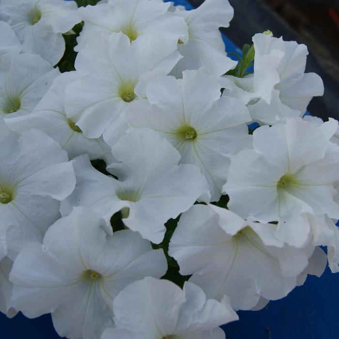 Petunia 'Sunpassion White' - Petunia hybrid from The Flower Spot Petunia 'Sunpassion White' - Petunia hybrid from The Flower Spot