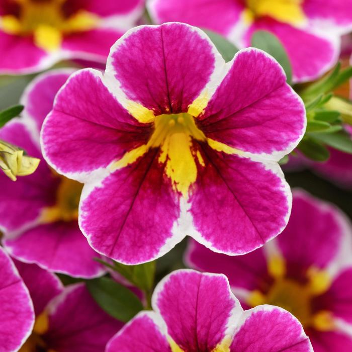 Calibrachoa 'Cha-Cha Electric Pink' - Calibrachoa (Million Bells) from The Flower Spot