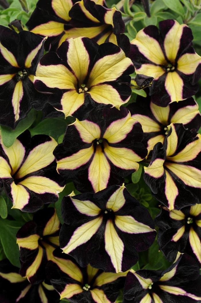Petunia 'Slingshot Phantom' - Petunia hybrid from The Flower Spot