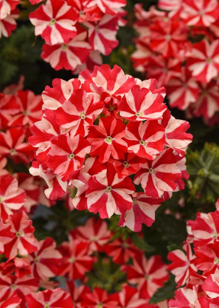 Verbena 'Firehouse Peppermint' - Verbena peruviana from The Flower Spot Verbena 'Firehouse Peppermint' - Verbena peruviana from The Flower Spot