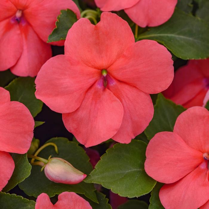 Impatiens 'Beacon Coral Improved' - Impatiens walleriana from The Flower Spot