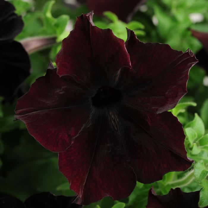 Petunia 'Sophistica Blackberry' - Petunia hybrida from The Flower Spot Petunia 'Sophistica Blackberry' - Petunia hybrida from The Flower Spot