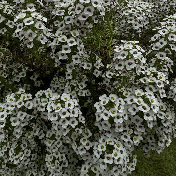 Alyssum 'Yolo White' - Lobularia from The Flower Spot Alyssum 'Yolo White' - Lobularia from The Flower Spot