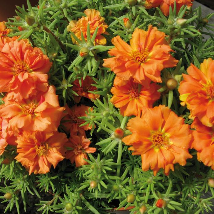 Portulaca 'Sundial Orange' - Portulaca grandiflora from The Flower Spot Portulaca 'Sundial Orange' - Portulaca grandiflora from The Flower Spot