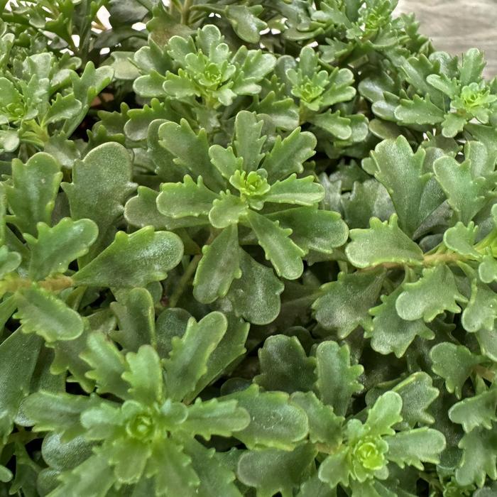 Sedum 'Gobi' - Sedum floriferum (Stonecrop) from The Flower Spot Sedum 'Gobi' - Sedum floriferum (Stonecrop) from The Flower Spot