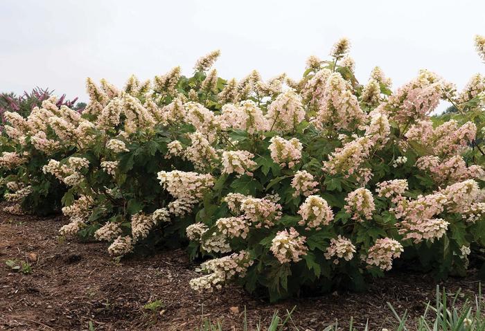 Hydrangea 'Munchkin' - Hydrangea quercifolia from The Flower Spot Hydrangea 'Munchkin' - Hydrangea quercifolia from The Flower Spot