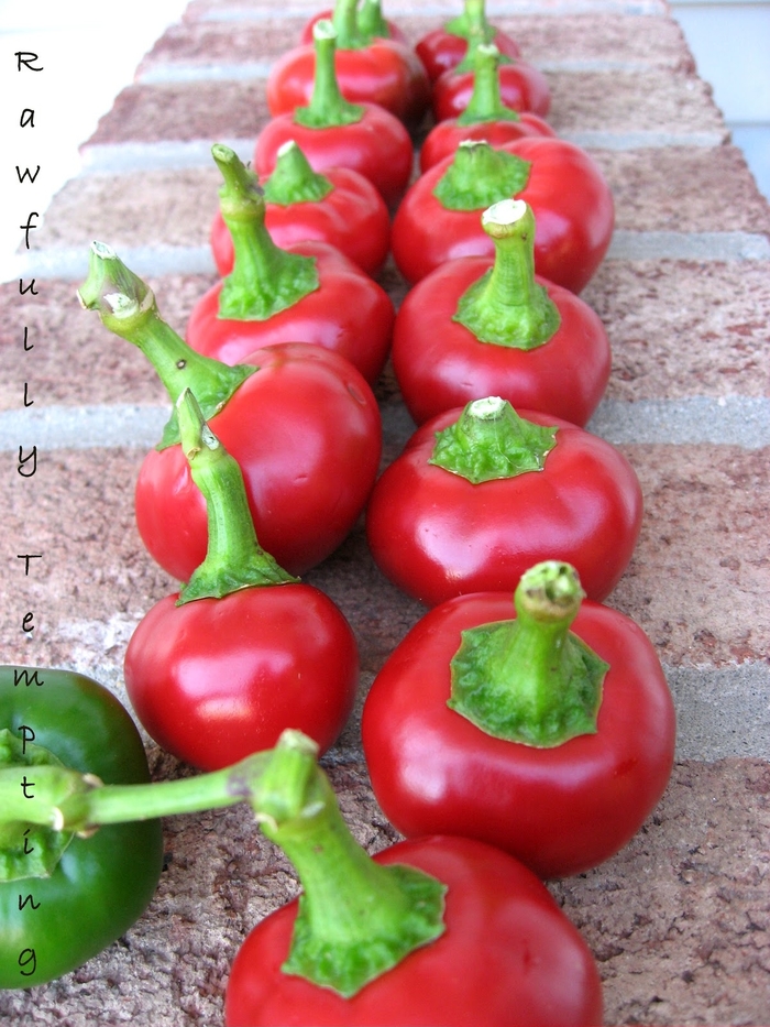 Pepper 'Time Bomb' - Hot Pepper from The Flower Spot Pepper 'Time Bomb' - Hot Pepper from The Flower Spot