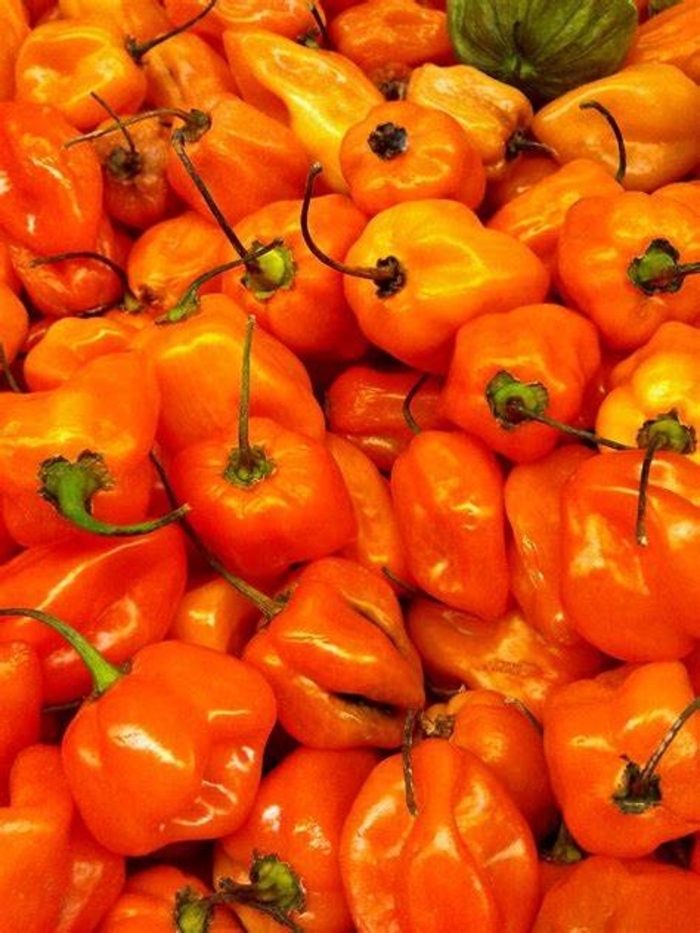 Pepper 'Burning Bush' - Hot Pepper from The Flower Spot Pepper 'Burning Bush' - Hot Pepper from The Flower Spot