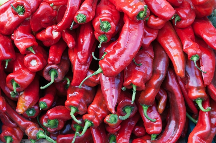 Pepper 'Hot Portugal' - Hot Pepper from The Flower Spot Pepper 'Hot Portugal' - Hot Pepper from The Flower Spot