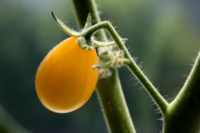 Tomato 'Gold Spark' - Grape Tomato from The Flower Spot Tomato 'Gold Spark' - Grape Tomato from The Flower Spot