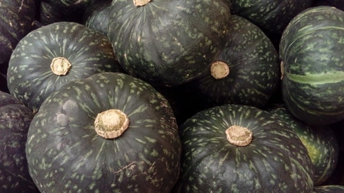 Squash 'Space Station' - Cucurbita maxima (Buttercup Squash) from The Flower Spot Squash 'Space Station' - Cucurbita maxima (Buttercup Squash) from The Flower Spot