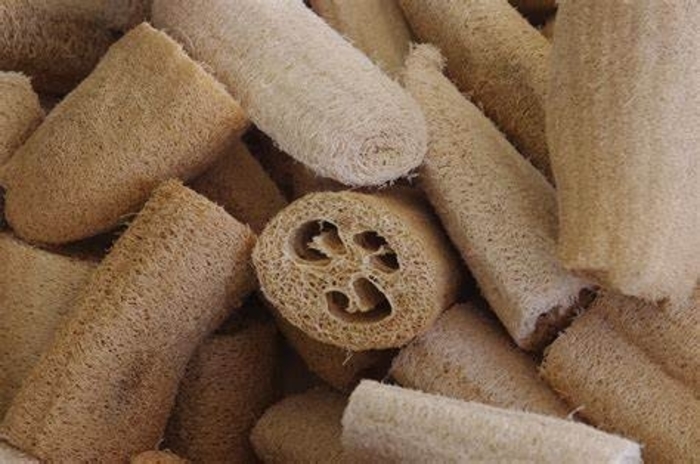 Luffa Gourd - Luffa aegyptiaca from The Flower Spot Luffa Gourd - Luffa aegyptiaca from The Flower Spot