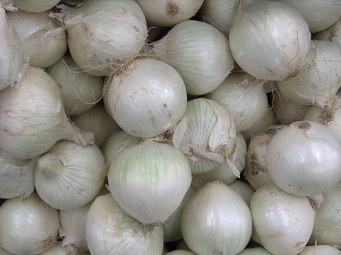 Onion 'White Sweet Spanish' - Allium cepa from The Flower Spot Onion 'White Sweet Spanish' - Allium cepa from The Flower Spot