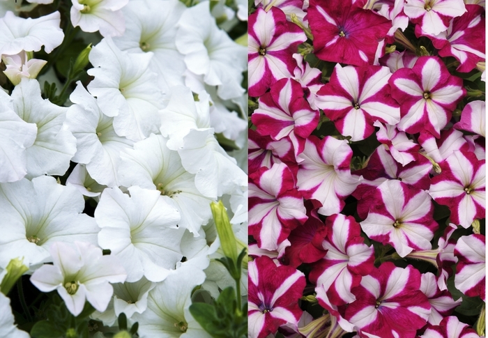Petunia 'Easy Wave Starfish Mix' - Petunia hybrid from The Flower Spot Petunia 'Easy Wave Starfish Mix' - Petunia hybrid from The Flower Spot