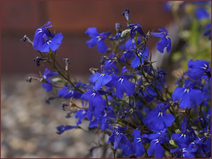Lobelia 'Regatta Midnight Blue' - Lobelia erinus from The Flower Spot