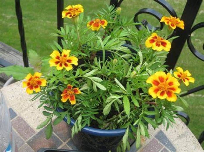 Marigold 'Disco Granada' - Tagetes patula (French Marigold) from The Flower Spot Marigold 'Disco Granada' - Tagetes patula (French Marigold) from The Flower Spot