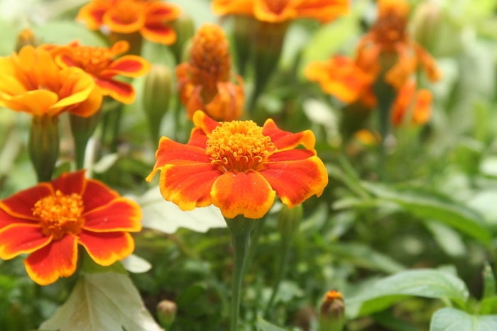 Marigold 'Disco Red' - Tagetes patula (French Marigold) from The Flower Spot Marigold 'Disco Red' - Tagetes patula (French Marigold) from The Flower Spot