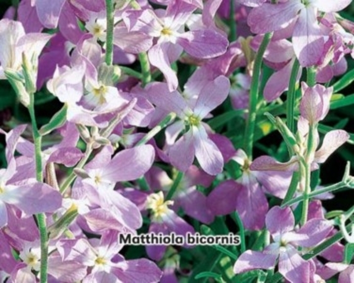 Stock 'Evening Scented' - Matthiola longipetala from The Flower Spot