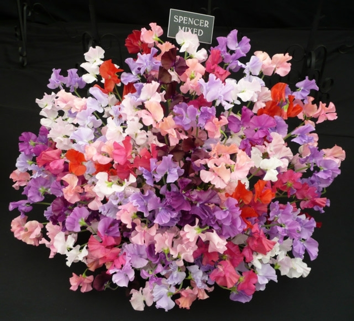 Sweet Pea 'Incense Mix' - Lathyrus odoratus from The Flower Spot
