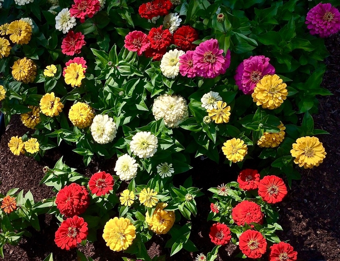Zinnia 'Magellan Mix' - Zinnia elegans from The Flower Spot Zinnia 'Magellan Mix' - Zinnia elegans from The Flower Spot