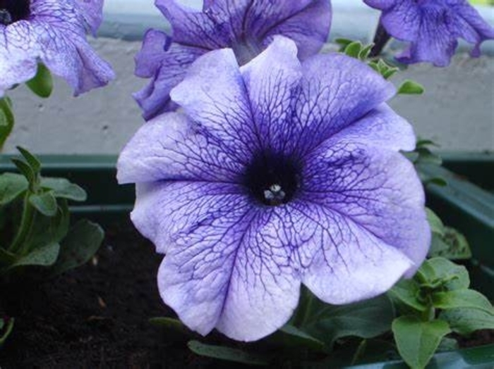 Petunia 'Daddy Blue' - Petunia hybrida from The Flower Spot Petunia 'Daddy Blue' - Petunia hybrida from The Flower Spot