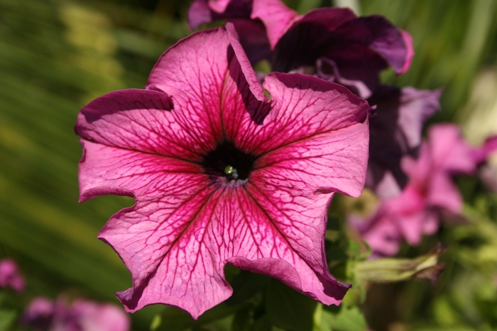 Petunia 'Daddy Red' - Petunia hybrida from The Flower Spot Petunia 'Daddy Red' - Petunia hybrida from The Flower Spot