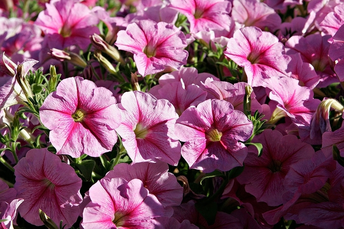 Petunia 'Daddy Peppermint' - Petunia hybrida from The Flower Spot Petunia 'Daddy Peppermint' - Petunia hybrida from The Flower Spot
