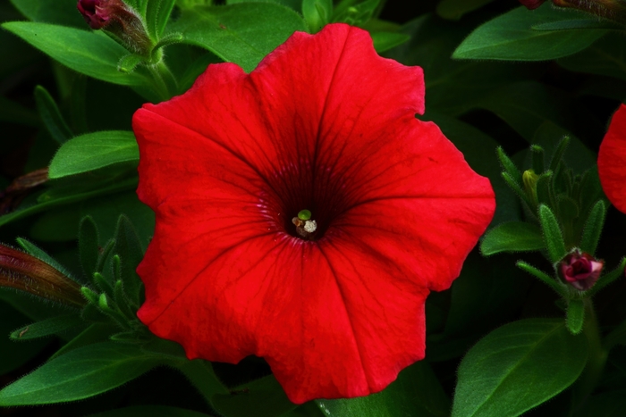 Petunia 'Dreams Red' - Petunia hybrida from The Flower Spot Petunia 'Dreams Red' - Petunia hybrida from The Flower Spot