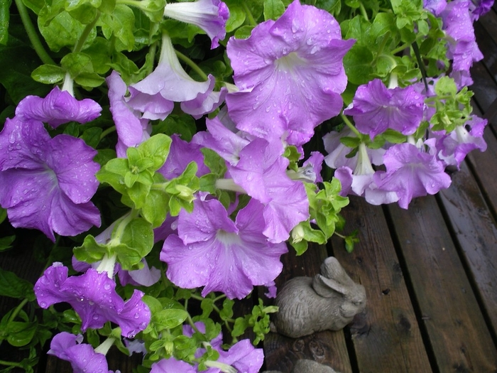 Petunia 'Dreams Sky Blue' - Petunia x hybrida from The Flower Spot