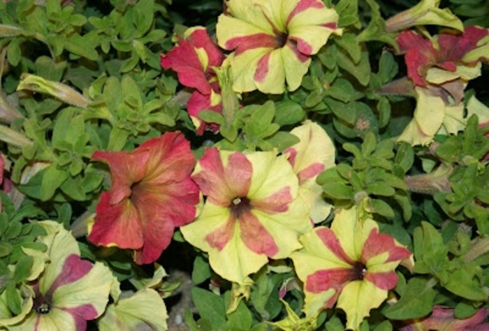 Petunia 'Sophistica Lime Bicolor' - Petunia hybrida from The Flower Spot Petunia 'Sophistica Lime Bicolor' - Petunia hybrida from The Flower Spot