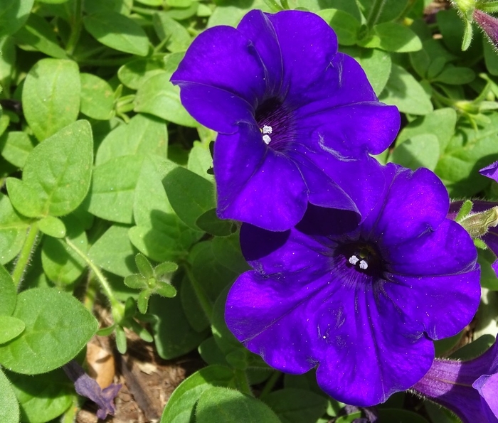 Petunia 'Supercascade Blue' - Petunia hybrida from The Flower Spot