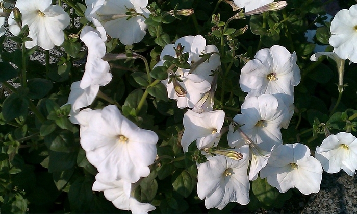Petunia 'Supercascade White' - Petunia hybrida from The Flower Spot