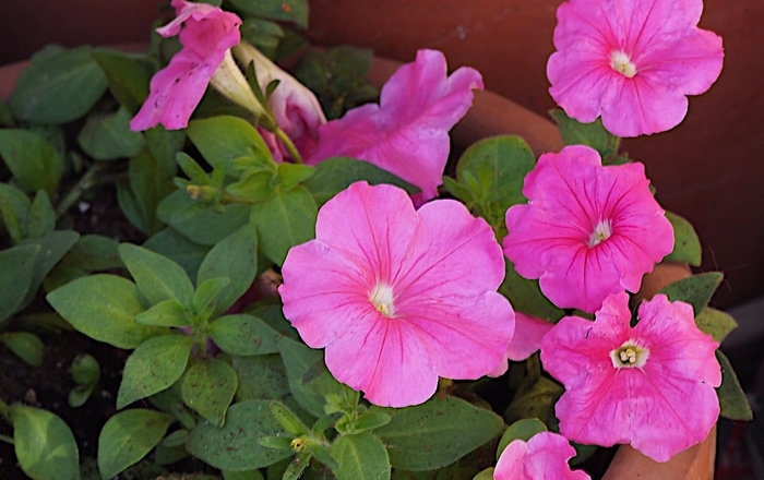 Petunia 'Supercascade Pink' - Petunia hybrida from The Flower Spot
