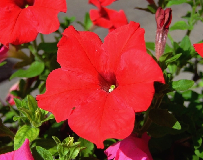 Petunia 'Supercascade Red' - Petunia hybrida from The Flower Spot