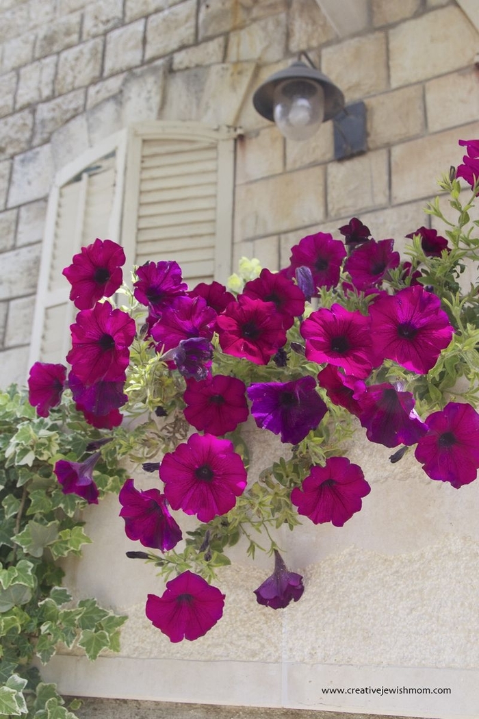 Petunia 'Supercascade Burgundy' - Petunia hybrida from The Flower Spot