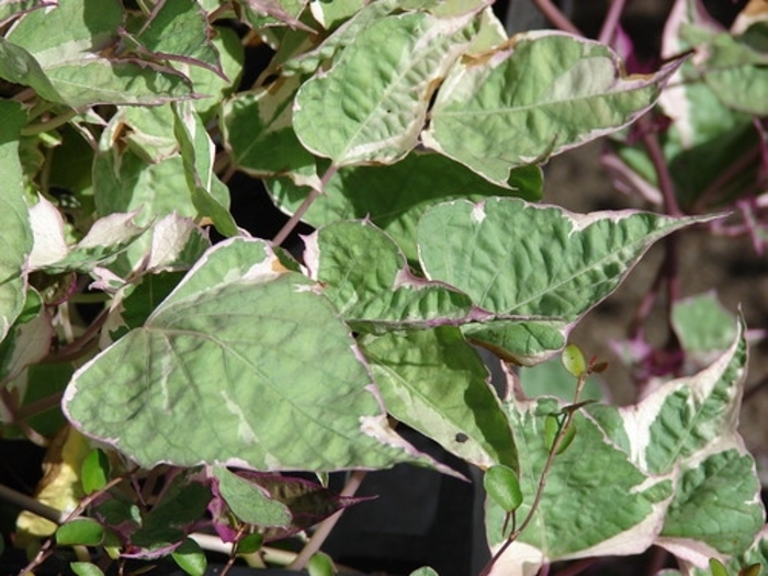 Sweet Potato Vine 'Tricolour' - Ipomoea batatas from The Flower Spot Sweet Potato Vine 'Tricolour' - Ipomoea batatas from The Flower Spot
