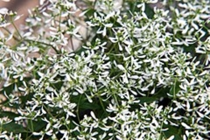 Euphorbia 'Star Dust White Flash' - Euphorbia hypericifolia from The Flower Spot