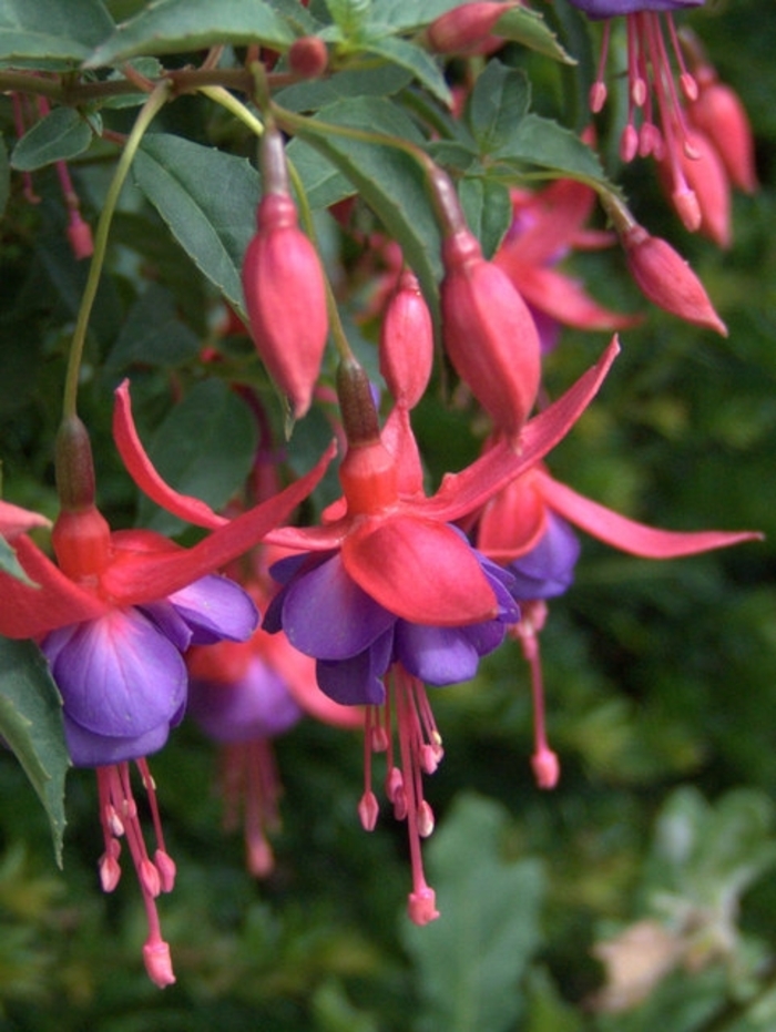 Fuchsia 'Dark Eyes' - Fuchsia magellanica from The Flower Spot Fuchsia 'Dark Eyes' - Fuchsia magellanica from The Flower Spot