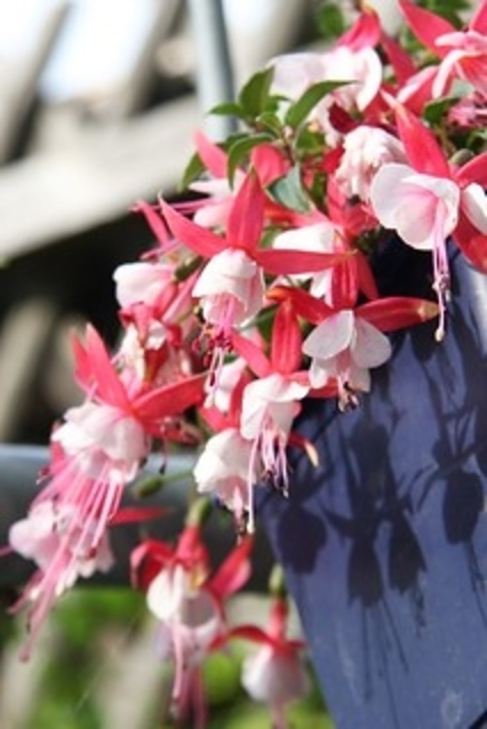 Fuchsia 'White Eyes' - Fuchsia from The Flower Spot