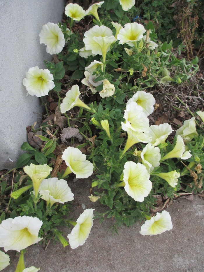Petunia 'Starlet Yellow' - Petunia hybrida from The Flower Spot Petunia 'Starlet Yellow' - Petunia hybrida from The Flower Spot