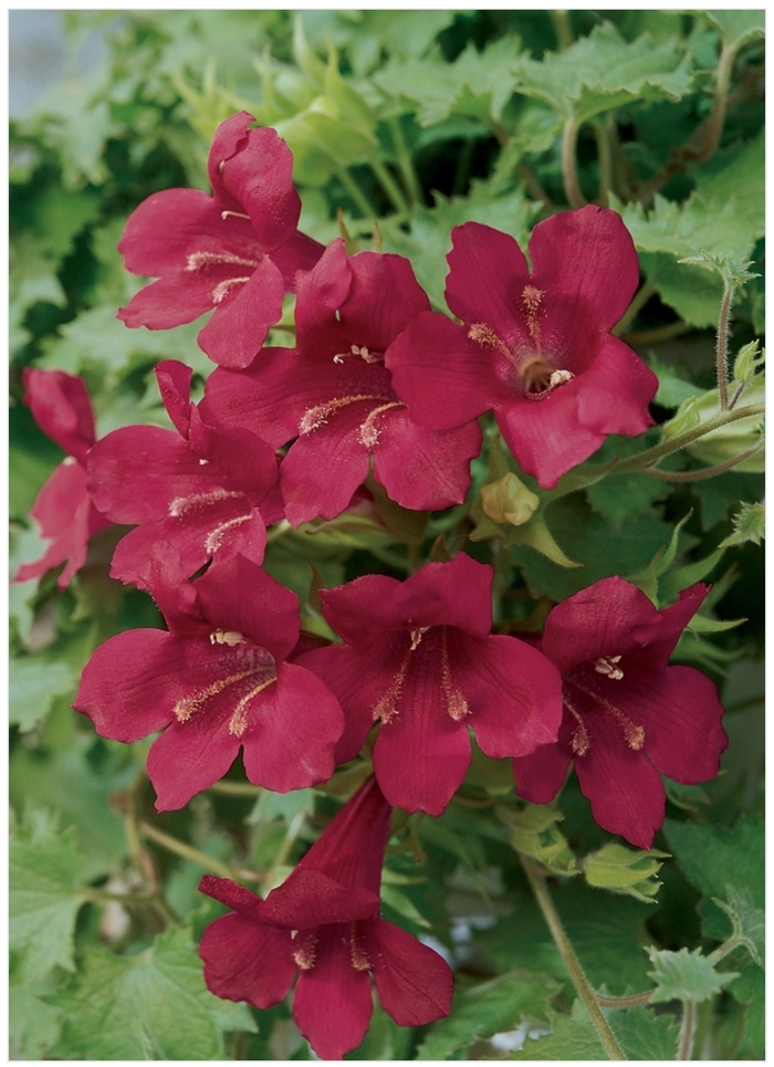 Lofos 'Wine Red' - Lophospermum scandens from The Flower Spot