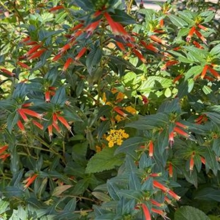 Cuphea 'Vermillionaire' - Cuphea ignea from The Flower Spot
