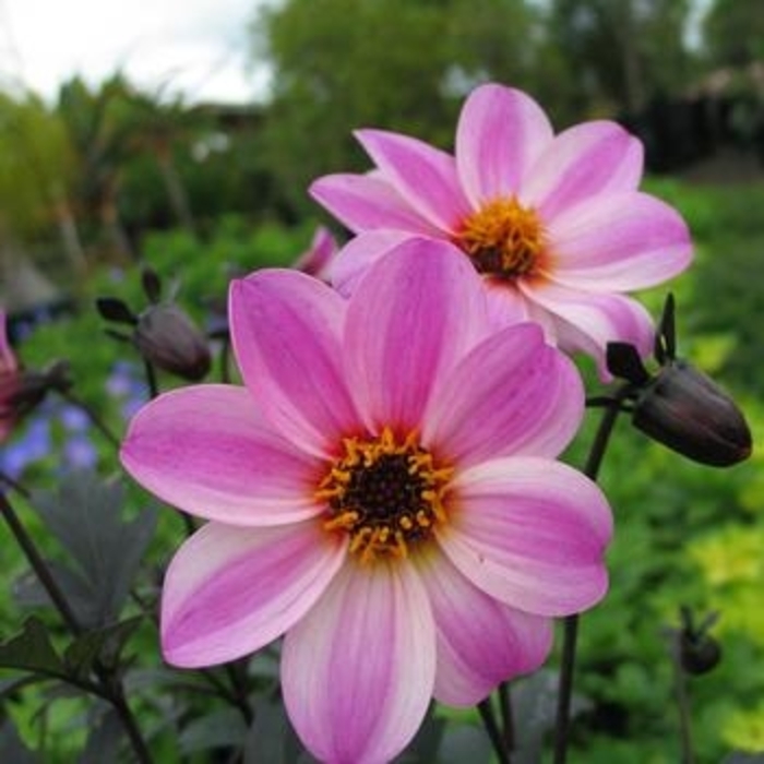 Dahlia 'Mystic Dreamer' - Dahlia hybrid from The Flower Spot