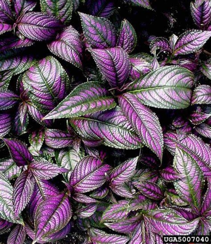 Persian Shield 'Purple Passion' - Strobilanthes anisophyllus from The Flower Spot Persian Shield 'Purple Passion' - Strobilanthes anisophyllus from The Flower Spot